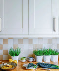 Kitchen cabinets with 60 Pack 3.75 Inch Square Cabinet Handles In Satin Nickel Brushed Nickel Finish, with green plants below.