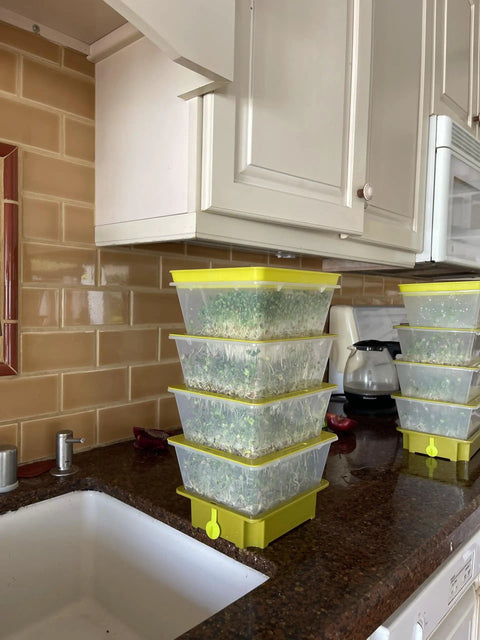 4 Tier Sprouting Kit With Stackable Trays And Drain Spout For Home Sprouts on kitchen counter, self draining, BPA free