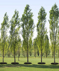 Row of trees with 4 Pack 32.2 Inch Non Woven Tree Mulch Rings, Weed Barrier Landscaping Fabric protecting the base of each tree.