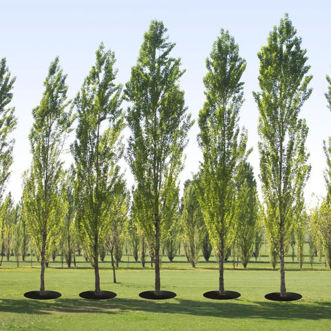 Row of trees with 4 Pack 32.2 Inch Non Woven Tree Mulch Rings, Weed Barrier Landscaping Fabric protecting the base of each tree.