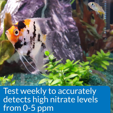 No Fuss Nitrite Test Kit For Freshwater And Saltwater Aquariums Delivers 180 Quick Checks with fish in a vibrant aquarium setting.