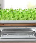 Six Pack Stainless Steel Seed Starter Trays For Germination Seedlings And Water Collection Durable Nursery Trays For Transplanting Beans Broccoli Sprouts Alfalfa Wheatgrass And More Home Garden Essentials featuring lush green sprouts and shiny metal trays on a table