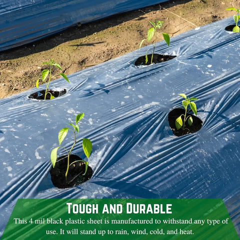 4 Mil Black Plastic Sheeting Roll 4 ft by 100 ft used as ground cover with plants growing, demonstrating moisture control and durability