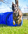 Dog running through tunnel in Backyard Dog Agility Set 3 Piece Essential Agility Equipment For Canine Training With A 10 Foot Tunnel