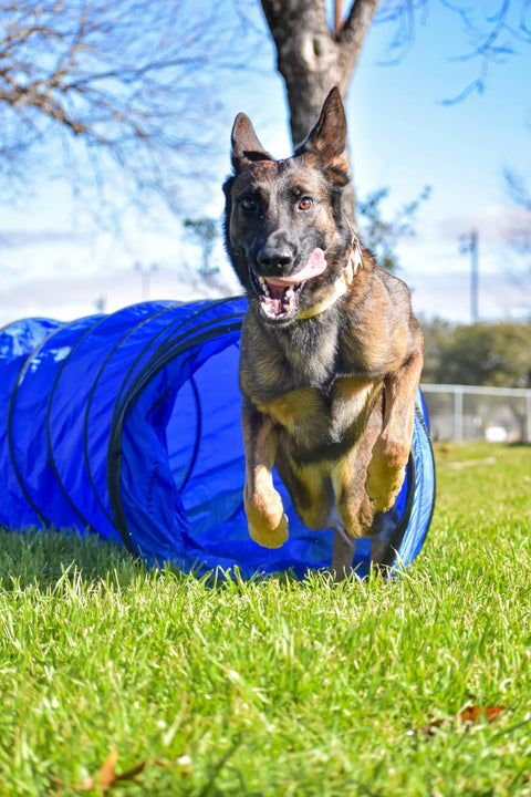 Dog running through tunnel in Backyard Dog Agility Set 3 Piece Essential Agility Equipment For Canine Training With A 10 Foot Tunnel