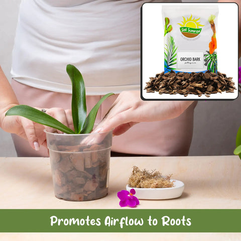 One Hundred Percent Organic Orchid Potting Bark Eight Quarts All Natural Pine Bark Mix Additive For Orchids And Epiphytes shown in use