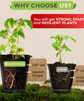 60 Pack Square Nursery Pots For Seedlings with 3.5 Inch Plant Pots and Drainage Holes, shown growing plants compared to round pots.