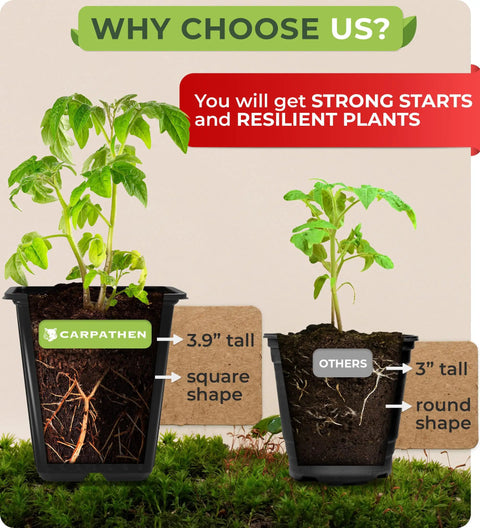 60 Pack Square Nursery Pots For Seedlings with 3.5 Inch Plant Pots and Drainage Holes, shown growing plants compared to round pots.