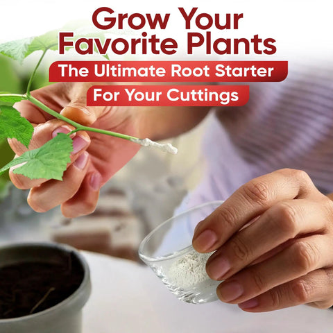 Rooting Hormone Powder For Plant Cuttings 0.80-1.60% IBA, Semi-Hardwood Starter, Speeds Up Root Growth For Any Plant Varieties, Ready-To-Use Pack For Faster Rooting Results In All Plant Types, hand applying powder to plant cutting