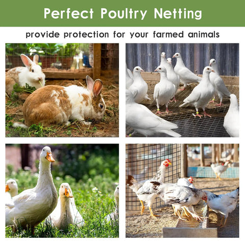 48 By 50 Foot Black Vinyl Coated Hardware Cloth And 1 Inch Welded Wire Mesh For Chicken Wire Fence And 19 Gauge Corrosion Resistant Poultry Netting Built Tough As Nails For Backyards used to protect rabbits, pigeons, ducks, and chickens.