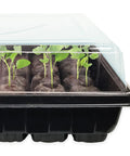 Easy Start All In One Seed Starting Greenhouse Tray Kit With 72 36mm Peat Pellets And Bonus SUPERthrive Sample Plus Plant Markers 2 Pack For A Total Of 144 Pellets Included showing seedlings sprouting in a clear plastic tray.