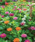 Giant Flowered Zinnia Seeds Mix In Bright Colors Pack Of 375 For Full Sun Gardens Plants Reach About 26 Inches Tall With 12 Inch Spreads Annual For All Garden Zones Sow Four Weeks After Last Frost in bloom