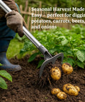 Long-Handle 62-Inch Cultivator Hand Rake with 3-Tine Heavy-Duty Carbon Steel D Grip digging potatoes in a garden