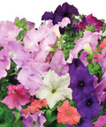 Petunia Cascading Seed Pod Kit For Indoor Hydroponic Garden, 6 Pod Pack with blooming colorful petunia flowers.