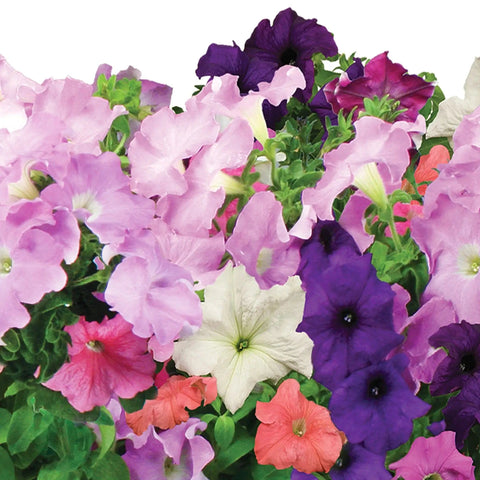 Petunia Cascading Seed Pod Kit For Indoor Hydroponic Garden, 6 Pod Pack with blooming colorful petunia flowers.