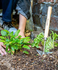 Person using Triangle Hand Hoe With Short Wood Handle For Easy Weeding And Edging A Durable Stainless Steel Winged Weeder Garden Tool