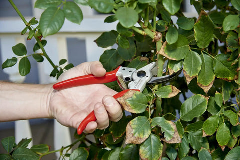 Hand using Max Forged Aluminum Bypass Pruner For 1 Inch Cut Capacity With Replaceable Steel Blade on rose bush