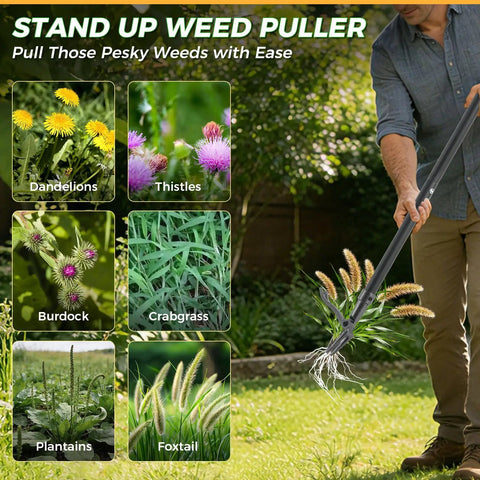 Stand Up Weed Puller Tool With A 46 Inch Adjustable All Metal Long Handle And A 4 Claw Steel Head For Root Removal No Bending Or Kneeling Heavy Duty Back And Knee Friendly Garden Weeder removing weeds from lawn