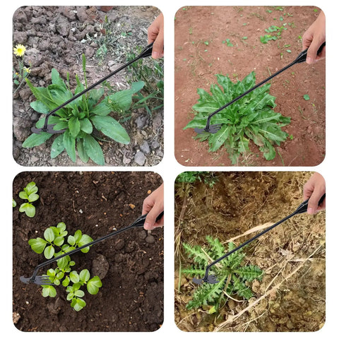 Uprooting Weeding Tool With Four Teeth being used for weed removal in garden, showing lightweight manganese steel forged hand weeder