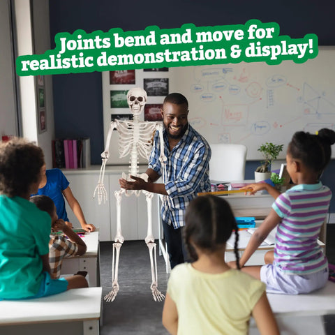 Teacher demonstrating Posable Life Size Skeleton Family Four Piece Set Two Adults At 5ft 4in And Two Kids At 2ft in classroom