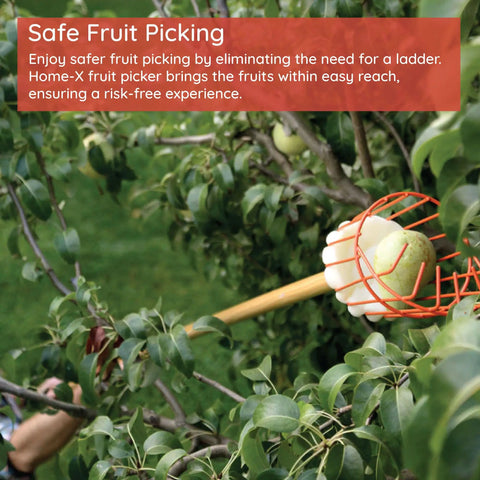 Fruit Picker Basket With Adjustable Knob For Juicy Apples From Trees in action picking apple from branch