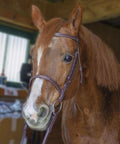 Horse wearing Everyday Raised Fancy Stitched Leather English Schooling Bridle with Laced Reins in stable