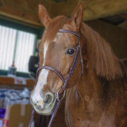 Horse wearing Everyday Raised Fancy Stitched Leather English Schooling Bridle with Laced Reins in stable