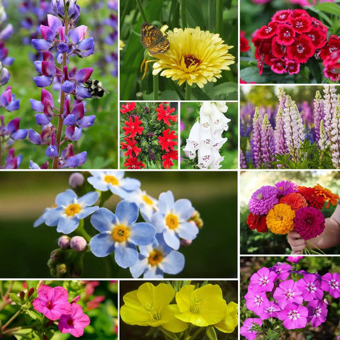 Backyard Friendly Wildflower Seed Mix For Outdoor Gardens With 24 Varieties Attracts Hummingbirds And Butterflies No Filler Fresh Germination Annual And Perennial Blend 1 Ounce Pack Resealable Bulk Seed Jar
