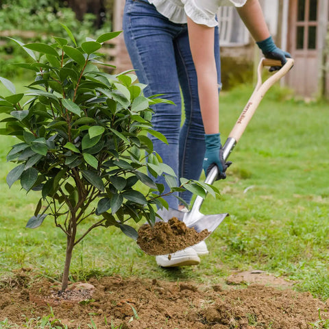 Person using Round Point Gardening Shovel With Wood D Handle 41 Inch Steel Digging Spade For Lawn Yard Landscaping Heavy Duty Durable All Purpose Tool For Gardeners And Outdoor Projects to plant a bush in a yard.