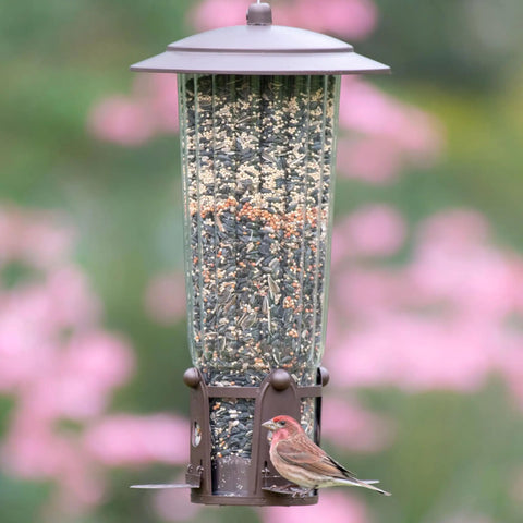 Squirrel Be Gone Max Bird Feeder With Four Flexport Feeding Stations No Fuss Weight Activated Squirrel Proof Metal Hanging Feeder For Outdoors With Ladder Style Perches And Four Pound Seed Capacity hanging on a tree with a small bird feeding