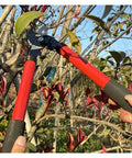 25 Inch Long Reach Pruning Shears For High Branches No Ladder Needed With Heavy Duty Blades For Coarse Wood On Bonsai Trees And Shrubs Clean, Smooth Cuts And Easy Swing For Quick Garden Pro Work.