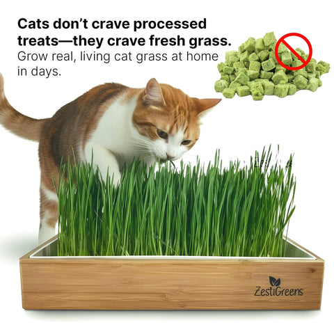 Easy Setup Self Watering Cat Grass Kit Lets You Grow Fresh Living Cat Grass At Home In Five To Seven Days No Soil No Mess