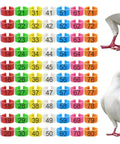 Super Handy Eighty Pack Of Eight Millimeter Numbered Leg Bands In Eight Vibrant Colors Perfect For Identifying Your Quail Pigeon Finch Dove Lovebird And Other Small Birds With Easy Clip On Design shown on pigeons