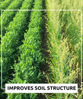 Pea And Oat Cover Crop Mix For Deer Go To Food Plots Non GMO Annual Nitrogen Fixer Builds Soil Health Forage Friendly Rows