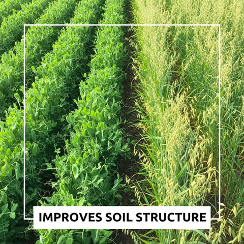Pea And Oat Cover Crop Mix For Deer Go To Food Plots Non GMO Annual Nitrogen Fixer Builds Soil Health Forage Friendly Rows