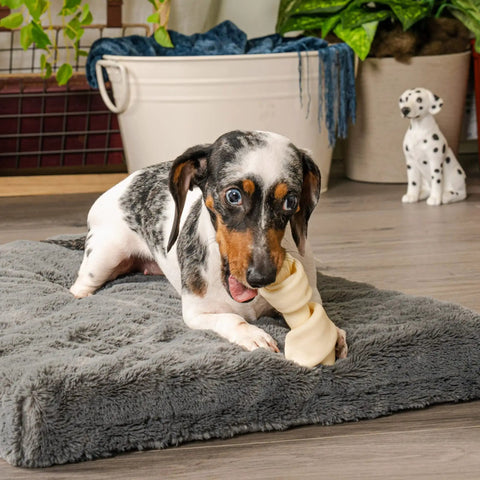Dog chewing American Beefhide Knotted Bones Dog Chew Treats Four To Five Inch Long Lasting Natural Flavor Twenty Two Count Pack