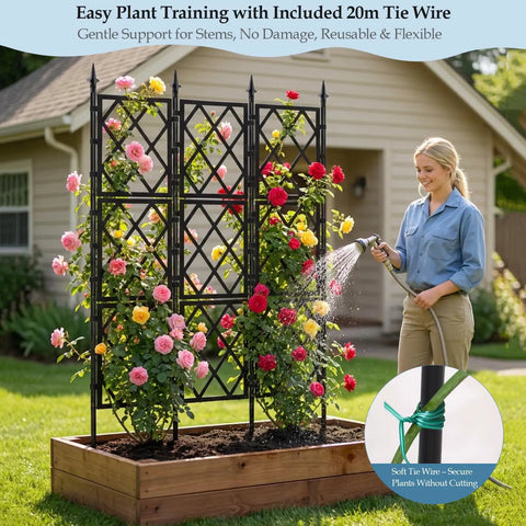 Heavy Duty 5.25ft Metal Garden Trellis For Climbing Plants Indoors Or Outdoors With Black Iron Tube Frame Wall Or Freestanding Support Includes Twist Ties For Ivy Vines Veg And Flowers supporting roses in garden with woman watering.