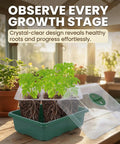 10 Pack Seed Starter Tray Kit With Humidity Dome, 120 Cell Total, featuring seedlings sprouting in a clear dome on a sunny windowsill.