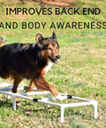 Dog using Sporting Dogs Agility Training Ladder For Dog Training Equipment And Agility Drills Build Body And Back End Awareness