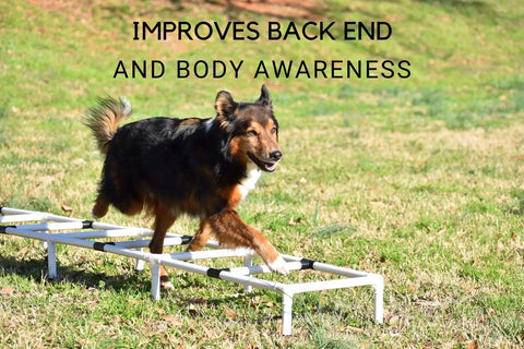 Dog using Sporting Dogs Agility Training Ladder For Dog Training Equipment And Agility Drills Build Body And Back End Awareness