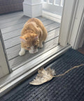 Cat inside door eyeing Real Quail Wing On String Cat Toy For Interactive Play And Training With Bird Scent, resting on doormat