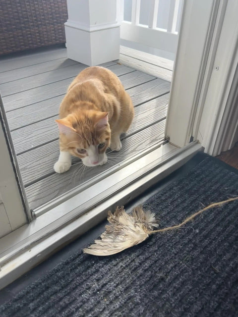 Cat inside door eyeing Real Quail Wing On String Cat Toy For Interactive Play And Training With Bird Scent, resting on doormat