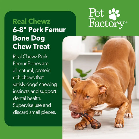 Dog chewing Real Chewz Pork Femur Bone Dog Chew 6 to 8 Inches, green product info beside the dog