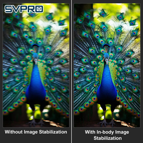 Comparison of peacock images showing effect of 4K Autofocus USB Camera Module With In Body Image Stabilization IBIS For Ultra Smooth Video.
