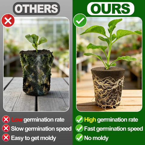 Comparison of two plants: one in a moldy soil plug, the other thriving in 50 Pcs Rooting Sponges And Starter Plugs For Seedlings Or Cuttings.
