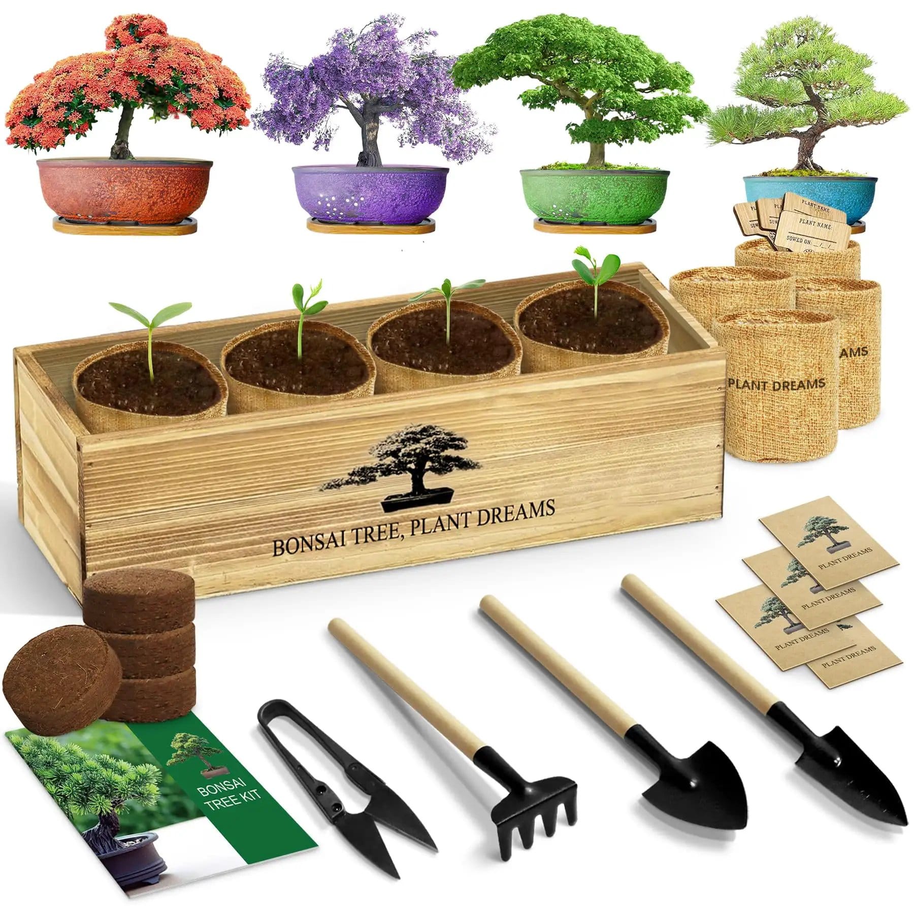 Complete Bonsai Tree Kit for Beginners, Exotic 4-Tree Set ✓