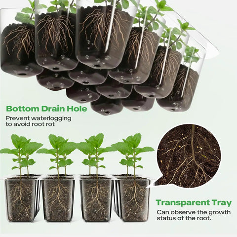 Transparent tray with seedlings showing roots, part of 4 Pack Seed Starter Tray With Self Heating And Humidity Control Domes For Indoor Gardening.