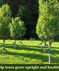 Heavy Duty Tree Stake Kit With 3 Straps, 3 Steel Spikes, And 39 Ft Rope for Young Trees installed in a garden setting