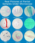 60 Lab Grade Prepared Microscope Slides With Animal Plant Microbe Tissue Specimens For Homeschool And Classroom STEM Biology Kit Hands On Science Education For Kids showcasing various specimens including buttercup root and corn seed.