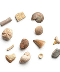 Dig Up 12 Real Fossils From Break Open Brick Blocks And Discover 12 Unique Finds Like Dinosaur Bones Coprolite Shark Vertebrae And More Hands On STEM Archaeology Gift For Curious Kids, 12 fossils on white background